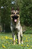 BERGER ALLEMAND 999